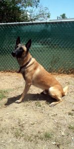 Python_a_military_working_dog_in_Guantanamo-149x300